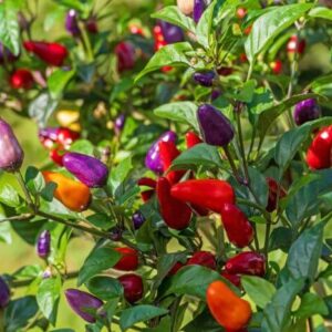 Chili Bolivian rainbow