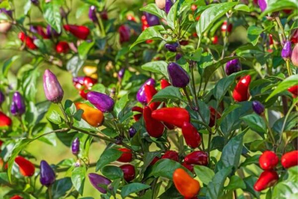 Chili Bolivian rainbow